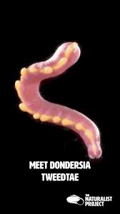 Image result for Dissotis caloneura