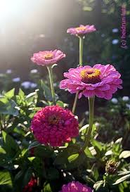 Sommerabend Zinien Blumen Garten Garten Ideen
