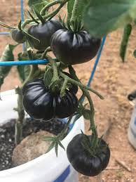 For instance, i love to grow persimmon tomatoes to make yellow tomato sauce. I M Growing Tomatoes In 5 Gal Buckets Is It Stunting The Growth Of My Beefsteaks The Fruit In The Middle Has Been Growing For 3 Weeks And I Feel Like It Stopped