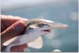 I might be afraid of sharks in real life, but during shark week, no animal is more fascinating. The Life Cycle Of A Shark 2021