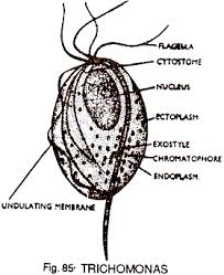 Image result for trichomonas images