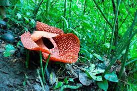 Gunung gading national park is home to the rafflesia, the world's largest flower which can grow up to one metre in diameter. The Best Gunung Gading National Park Tours Tickets 2021 Kuching Viator