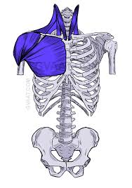 Join our newsletter and receive our free ebook: How To Draw The Torso Easier An Illustrated Guide Gvaat S Workshop
