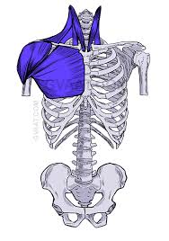 Vestibular anatomy and neurophysiology review the human postural control system to understand. How To Draw The Torso Easier An Illustrated Guide Gvaat S Workshop