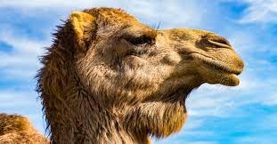 Like odysseus in homer's odyssey, who saves his men from a life as beasts, a network storage controller can relieve a storage administrator's tasks as a beast of burden. This Is Why The Us Army Had A Camel Corps We Are The Mighty