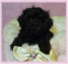 Black Teacup Maltipoo Puppies Zoe Fans Blog Maltipoo Puppy Maltipoo Teacup Maltipoo
