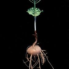 Image result for Eriospermum andongense