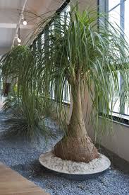 Beaucarnea Recurvata Nolina Landskapsdesign Stugtradgardar Tradgardsdesign