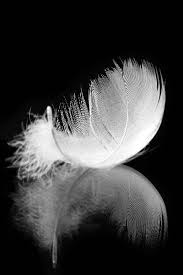 View of toledo itself can be found in the metropolitan museum of art in new york city. Pin By Sarah Augusta Toledo On Ø·Ø¨ÙŠØ¹Ù‡ Feather Photography Feather Wallpaper White Art