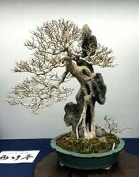 Bonsai Beringin India Cahunit Com
