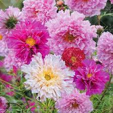 Double Cosmos Seeds 100pcs Perennial Bonsai Chrysanthemum Cosmos Flowers Flower Background Iphone Flower Seeds