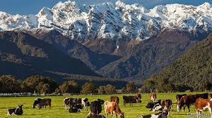 Dairy farming is polluting New Zealand's water