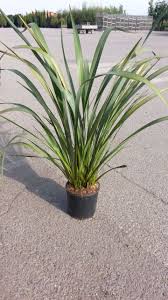 Image result for Phormium
