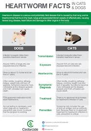 Heartworm Effects Thousands Of Pets Each Year Find Out The Signs And Symptoms To Watch Out For And What Preven Heartworm Heartworm Medication Natural Pet Care