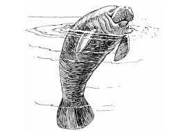 See more of manatís on facebook. Malvorlage Manatis Kostenlose Ausmalbilder Zum Ausdrucken Bild 13230