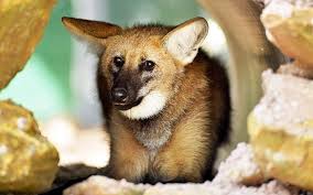 Animal Photos Of The Week 11 April 2014 Maned Wolf Animal Photo Animals