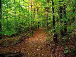 Baltimore Woods Marcellus Ny Trails Finger Lakes Ny Empire State Of Mind Great Places