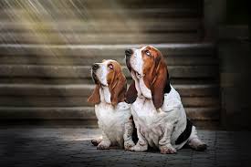 Or view biblical dog names for boys instead. 400 Spiritual Dog Names What They Mean