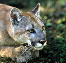 We did not find results for: The Endangered Florida Panther Beautiful Big Wild Cat Picture From Hdw Enterprises Foothill Felines Breeder Of Exotic Bengal Cats