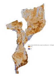 Image result for Cyphostemma glandulosissimum