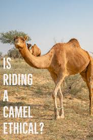 Like almost anything you buy in stores, plane tickets come with a base cost plus taxes and fees. Is Camel Riding Ethical In Jaisalmer India Something Of Freedom