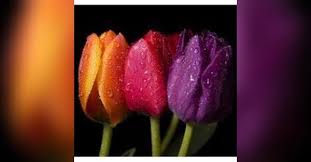 Edith Merle McManus Teasley, Obituary