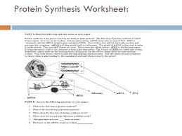 Protein Synthesis Worksheet Answers Part A Promotiontablecovers