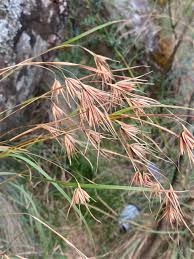 Image result for Themeda triandra