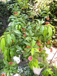 My friend has planted a couple hundred peach trees as a commercial orchard and has so much spraying equipment and supplies, it's crazy. Back From France Garden Looks Great Lou Murray S Green World