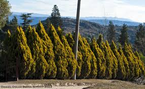 Image result for Cupressus macrocarpa