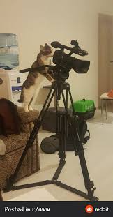 Psbattle Camera Cat Photoshopbattles Great Memes Funny Wedding Pictures Memes