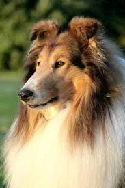 Collie Information Including Pictures Training Behavior And Care Of Collie And Dog Breed Mixes Cutes Rough Collie Puppy Collie Puppies Cute Cats And Dogs
