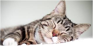 Bad cat behavior cat behavior explained cats behavior problems cat help cat emotions cat behavior chart cat behavior facts cats behavior animal behavior. Fun And Interesting Facts About Cat Sleeping Habits Cattitude Daily
