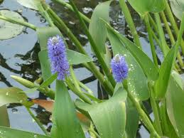 Image result for Pontederia
