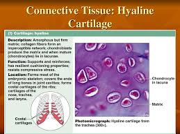 Maybe you would like to learn more about one of these? Connective Tissue Hyaline Cartilage Ppt Download