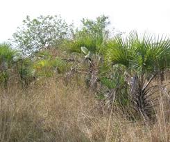 Image result for Dielsiothamnus divaricatus