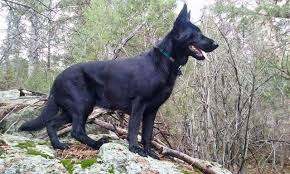 According to the fci, the breed's english language name is german shepherd dog. Von Schwarzwald German Shepherds German Shepherd Dog Breeder In Colorado Springs Colorado
