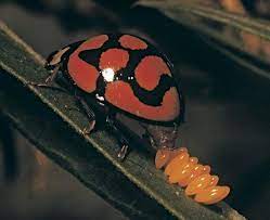 Buy stick insect eggs and get the best deals at the lowest prices on ebay! Google Image Result For Http Www Britannica Com Blogs Wp Content Uploads 2009 Insects Ladybug Beneficial Insects