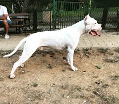 Buz Pitbull Doberman Kopek