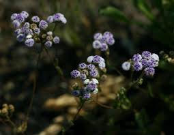 Image result for Denekia