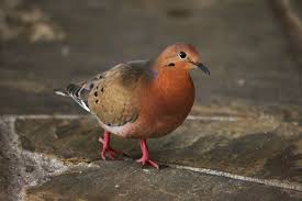 Birds That Start With Q Pin By A To Z Pictures On Yucatan Peninsula April Bird Pictures Bird Bird Life List