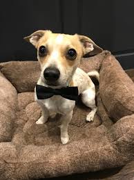 Petfinder Rocky 2025