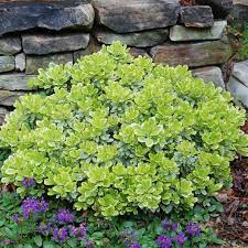 Many types have variegated leaves tinged with gold and green or white, which turn pinkish to red in for bright winter color. Low Growing Shrubs For Almost Any Area The Home Garden Center