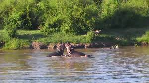 All of the few rare resources are found around the water thus competiting to obtain them can be quite intense. African Watering Hole Explore