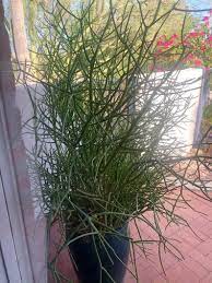It's easy as can be to care for in both the home & garden. Pin By Hayley Perkins On Outdoors Pencil Cactus Euphorbia Beautiful Gardens