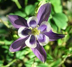 Hours may change under current circumstances Wildflower Photos From Southeast Ohio