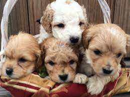 The goldendoodle is bred to be a family dog. Love My Doodles Goldendoodles And Aussiedoodles For Sale
