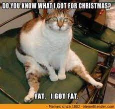8 Christmas Cat Memes Ideas Cat Memes Funny Animals Funny Cats