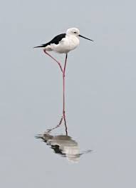 Black Bird With White Ring Around Neck And Long Beak Black Winged Stilt By Tom Backlund Beautiful Birds Audobon Birds Shorebirds