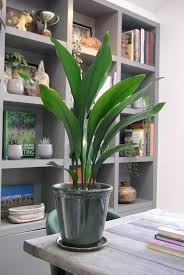 Image result for Aspidistra